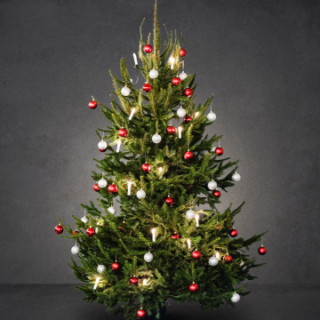Juletræ / Rødgran
