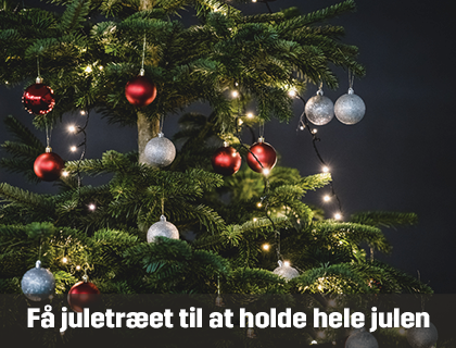 Få juletræet til at holde sig hele julen igennem | Byggmax Få juletræet til at holde sig hele julen igennem | Byggmax