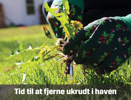 Tid til at fjerne ukrudt i haven | Byggmax Tid til at fjerne ukrudt i haven | Byggmax