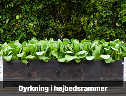 Dyrkning i højbedsrammer er perfekt til nybegynderen | Byggmax Dyrkning i højbedsrammer er perfekt til nybegynderen | Byggmax